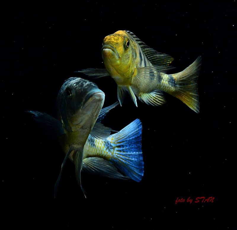 Fossorochromis rostratus